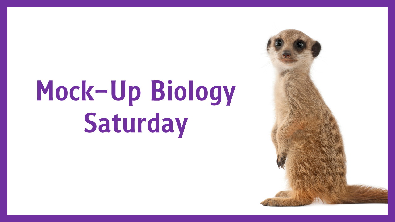 Biooui | Mock-Up Biology Course: Saturday